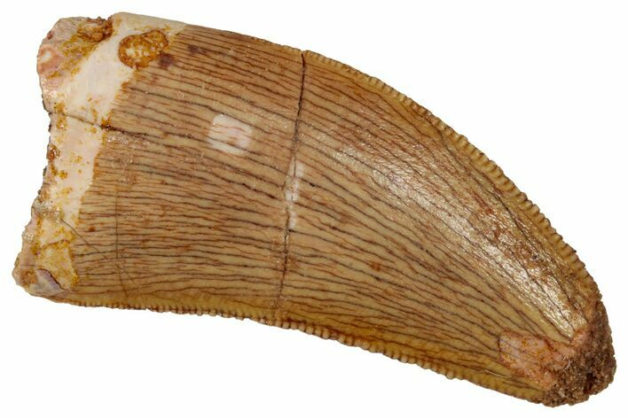Serrated, Theropod (Deltadromeus?) Tooth - Morocco #341233